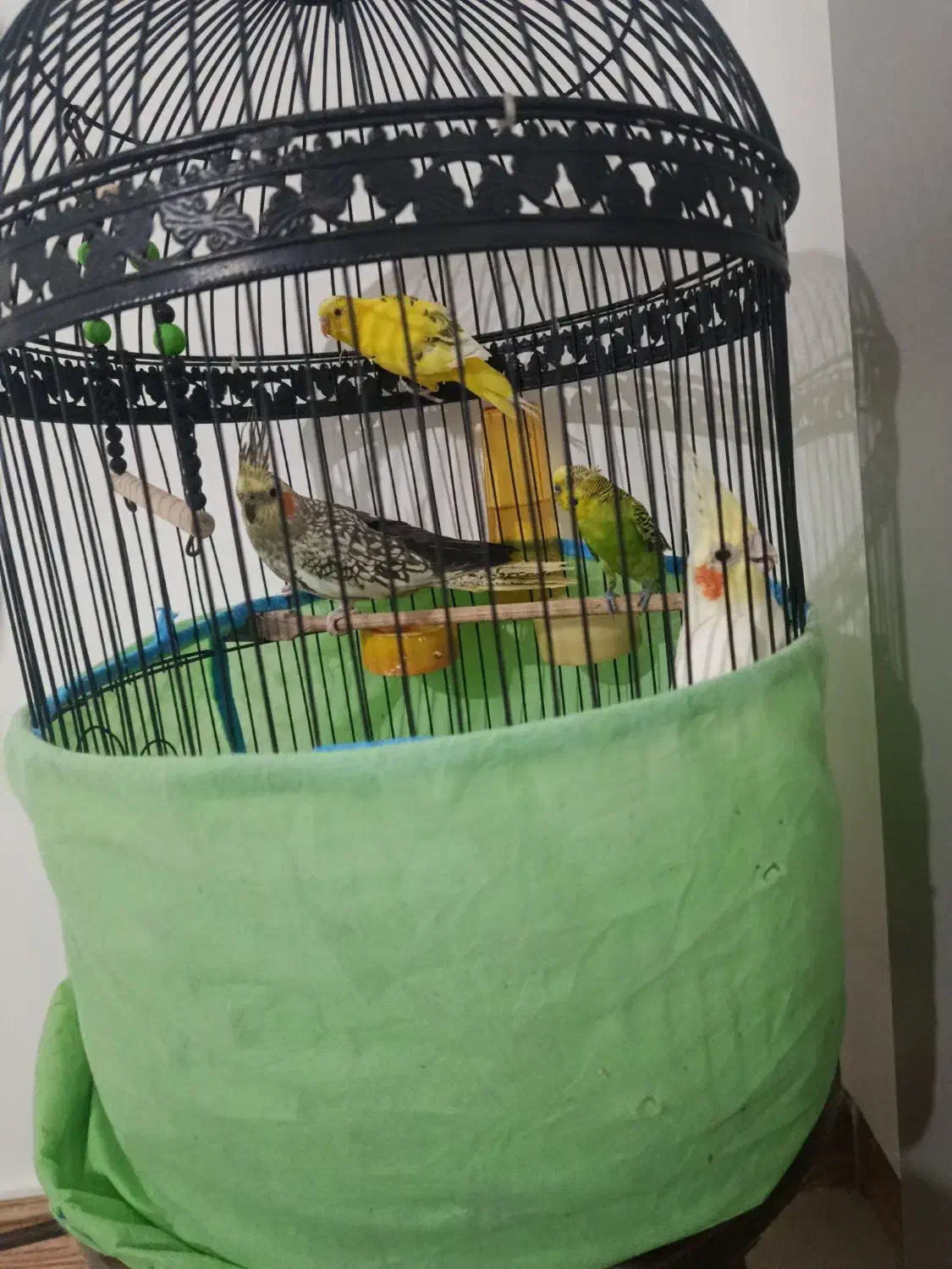 فرش|پرنده|فومن, |دیوار