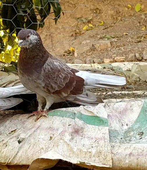 نر معاوضه|پرنده|اشنویه, |دیوار