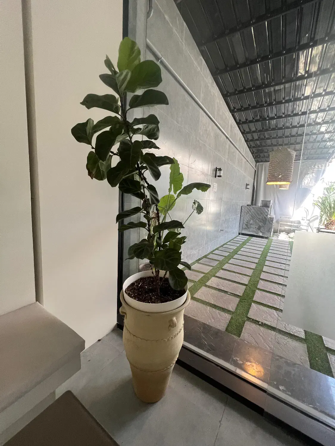 گل اپارتمانی|گل و گیاه طبیعی|بابل, |دیوار