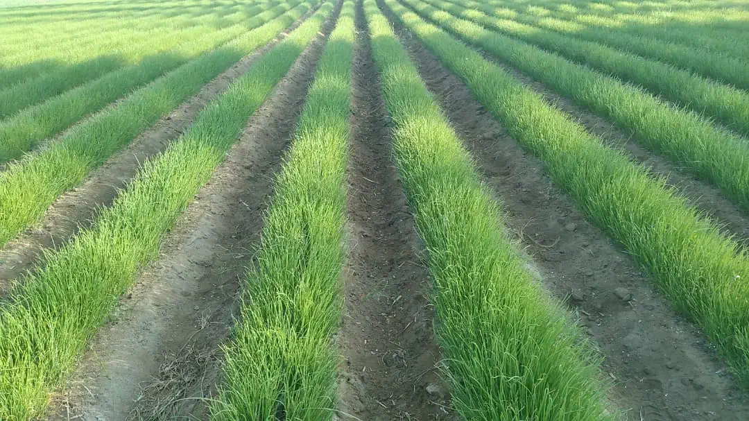 فروش نشا پیاز مینروا دستگیری|گل و گیاه طبیعی|جیرفت, |دیوار