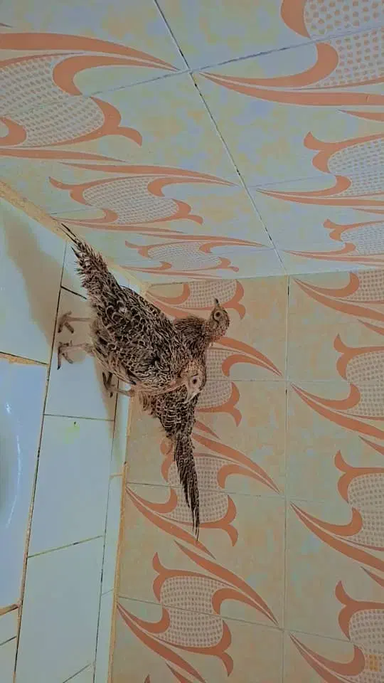 بوقلمون ماده|حیوانات مزرعه|مشهد, دانش|دیوار