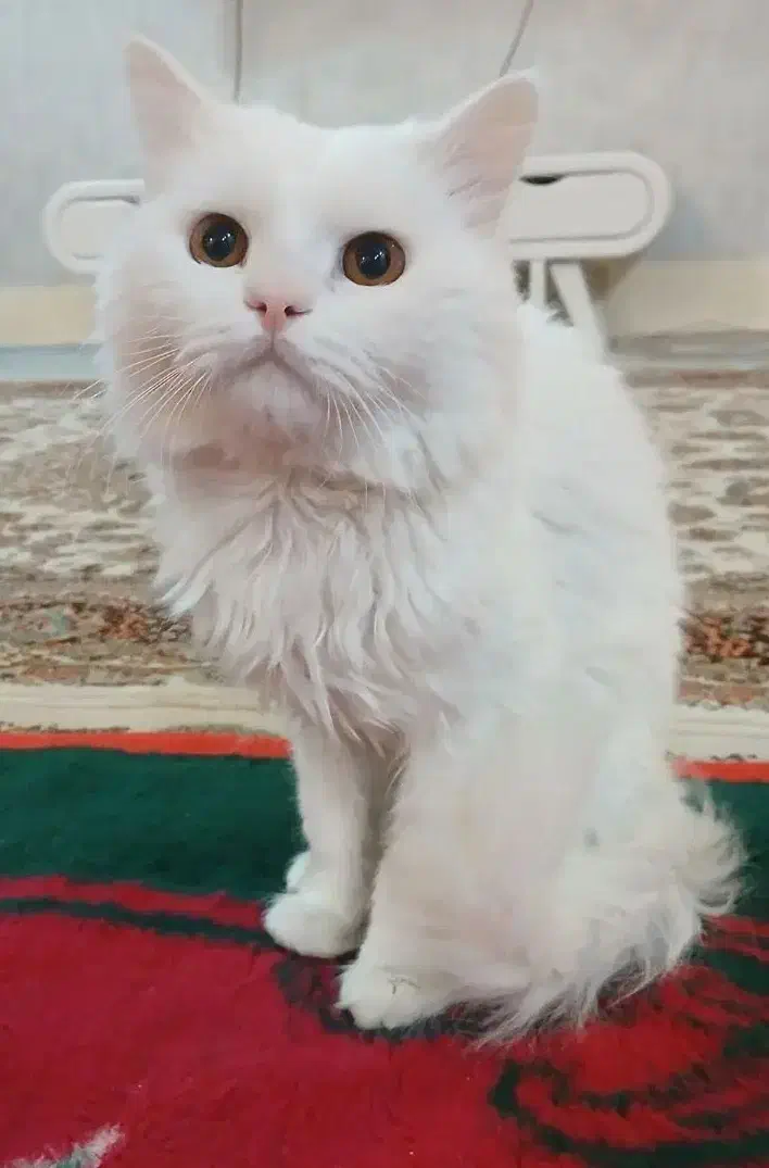 گربه پرشین نر|گربه|میاندوآب, |دیوار