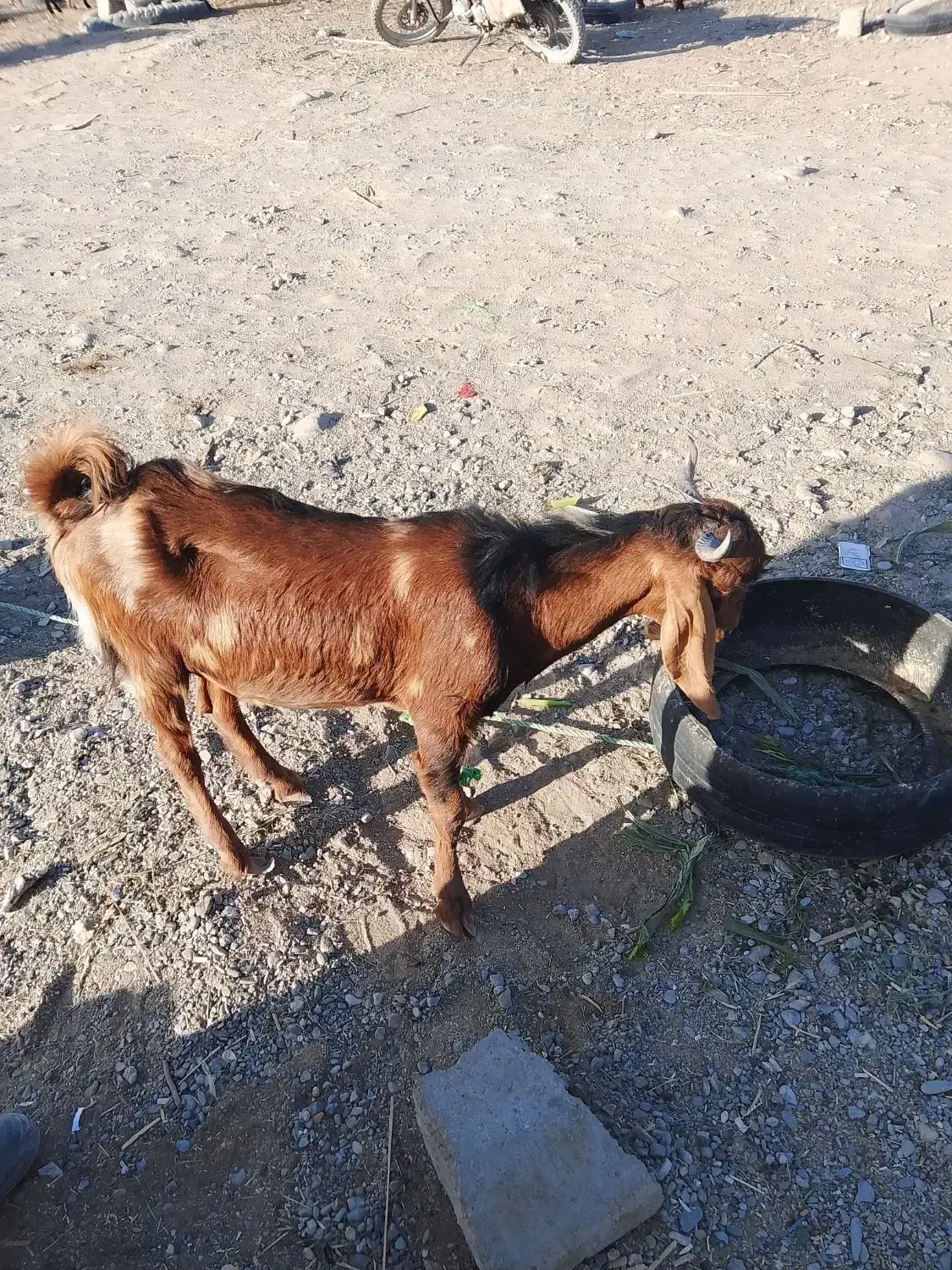 بز و تروشت چاق|حیوانات مزرعه|ایرانشهر, |دیوار