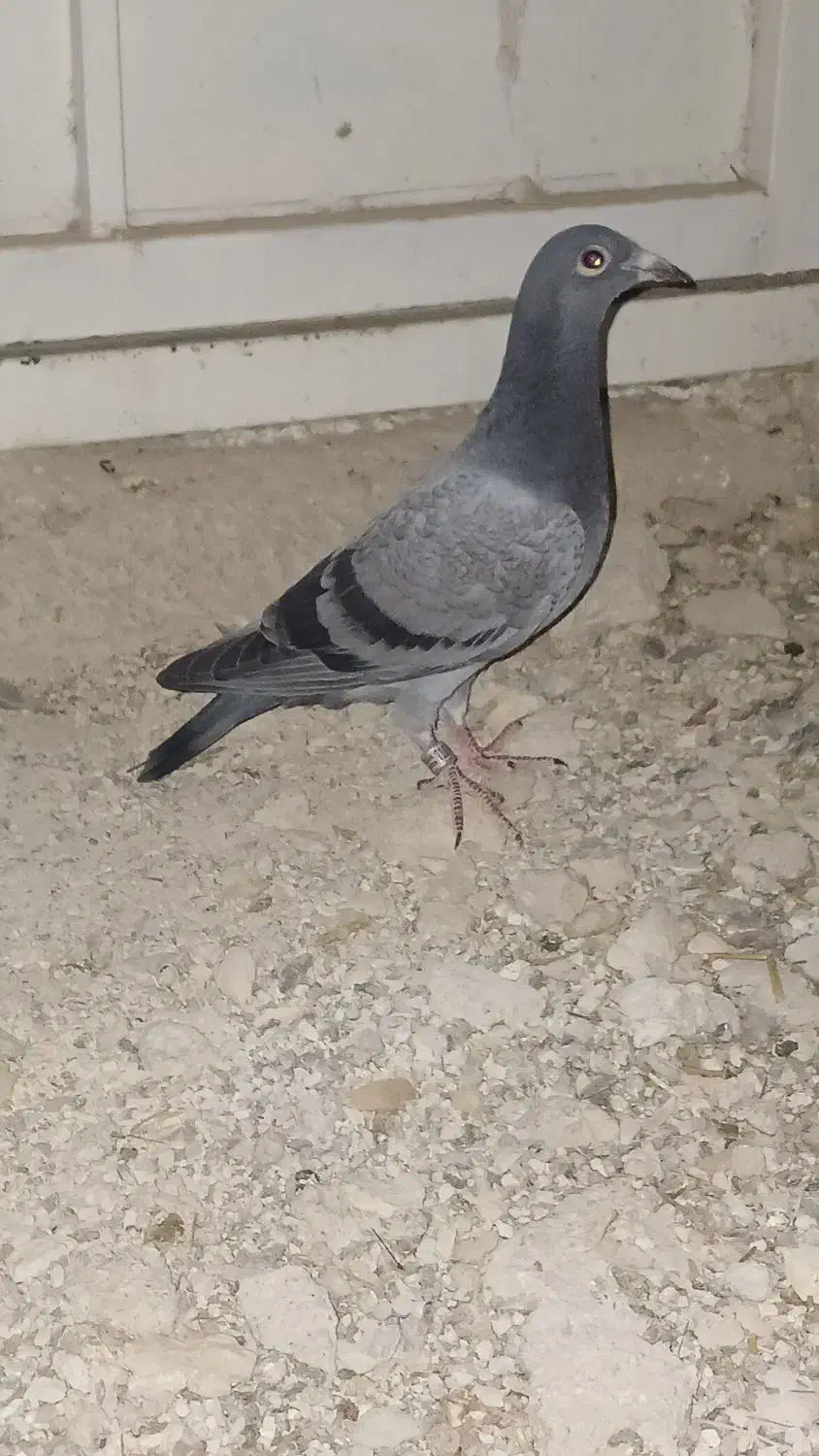 پلاکی کفتر|پرنده|مرودشت, مسجد رسول‎|دیوار