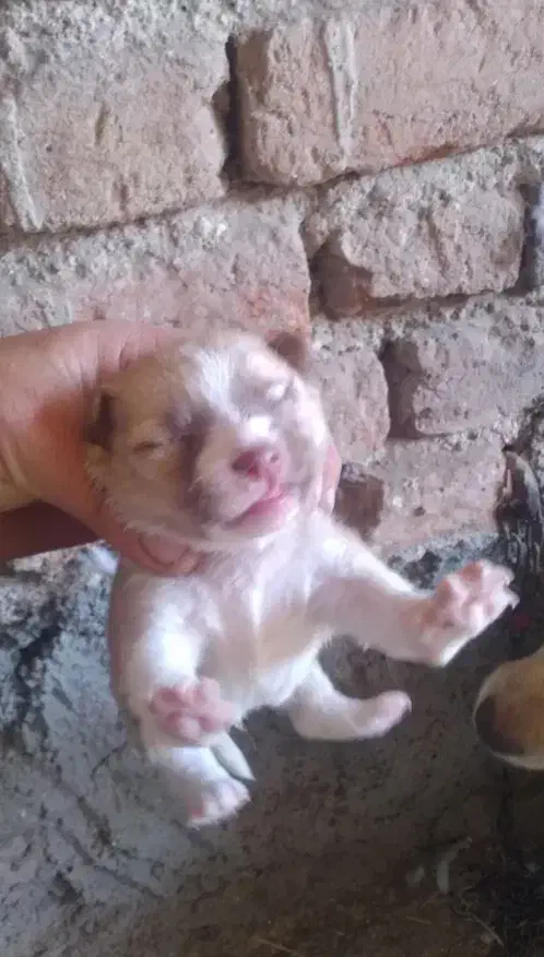 توله های بوبی پامر سرابی|سگ|سراب, |دیوار