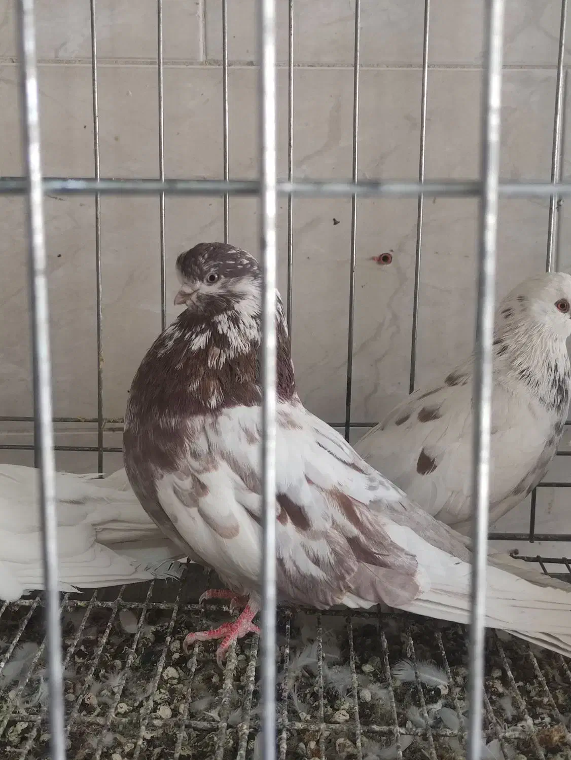 پرنده زینتی|پرنده|بروجن, |دیوار