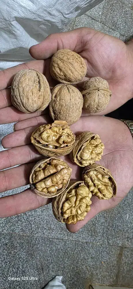 پخش عمده انواع گردو کاغذی|عمده‌فروشی|شیراز, بازار|دیوار