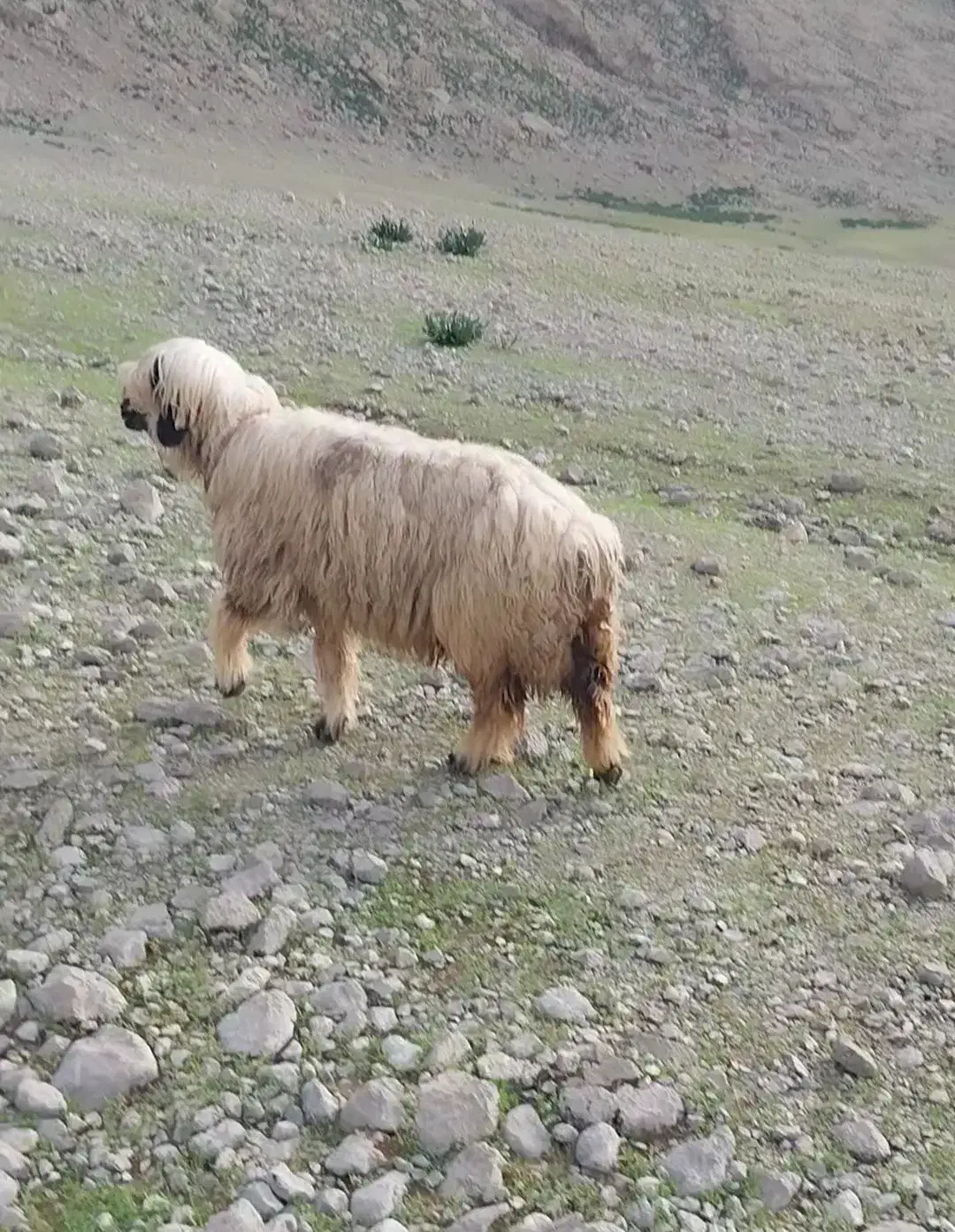 میش|حیوانات مزرعه|ایذه, |دیوار