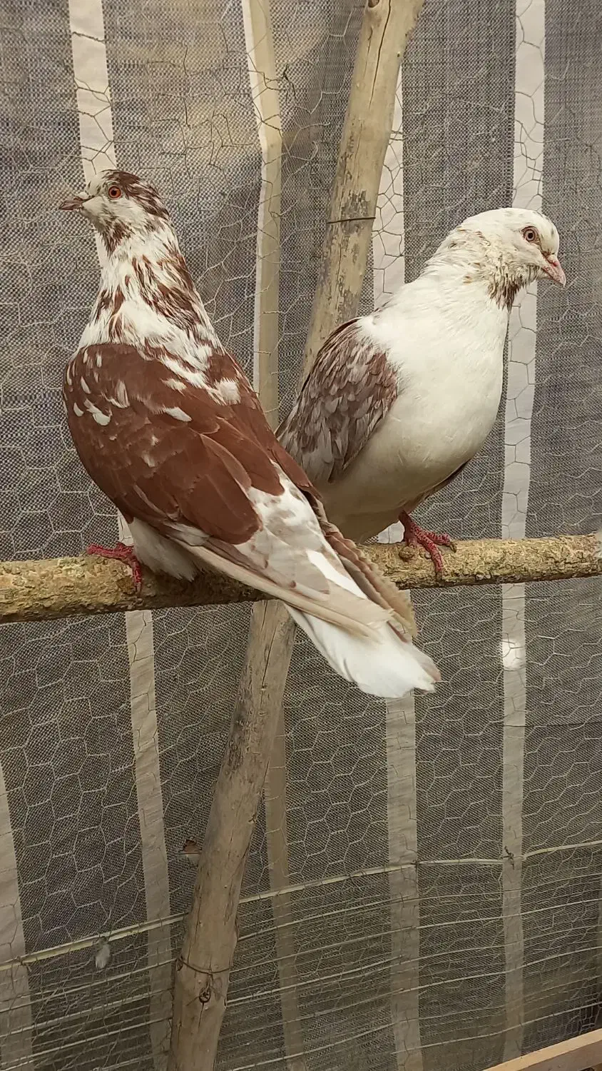 گرگی قرمز نرو ماده|پرنده|نوشین شهر, |دیوار