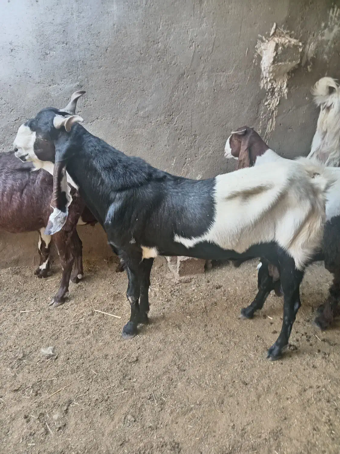 پازن داشتی بز دورگ پاکستانی|حیوانات مزرعه|سعدآباد, |دیوار