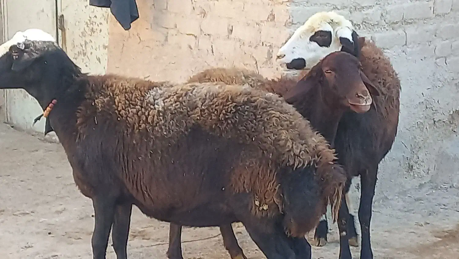 میش  ۳راس جوان یکدست آبستن|حیوانات مزرعه|خنداب, |دیوار