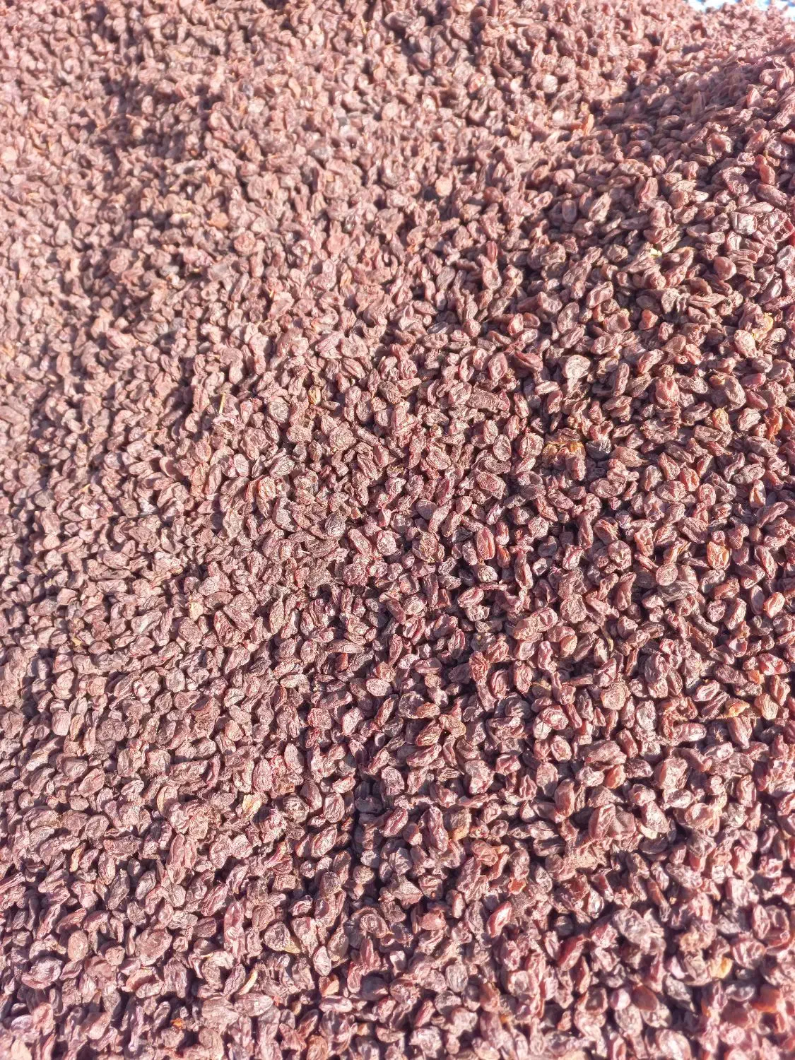 کشمش و مویز آفتابی درجه ۱|عمده‌فروشی|شیراز, گویم|دیوار