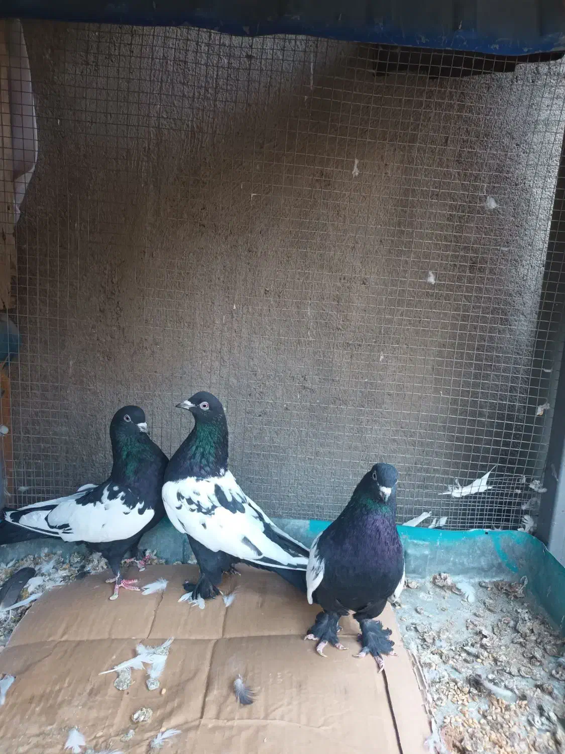 کبوتر|پرنده|تبریز, |دیوار