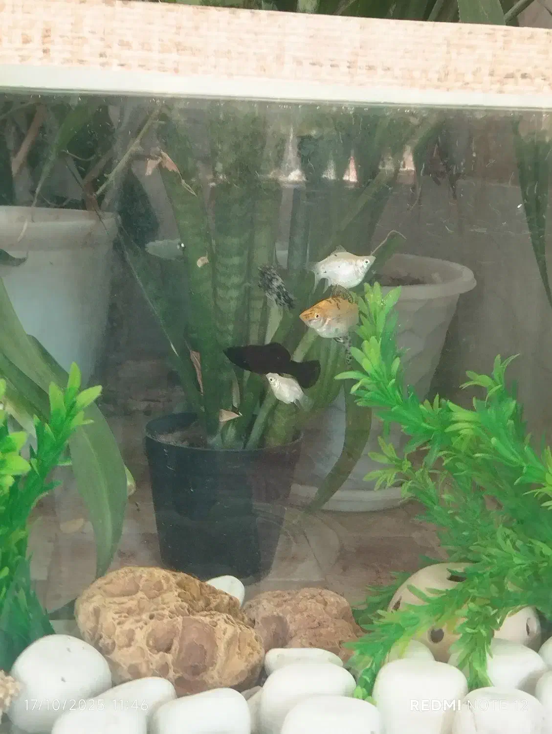 ماهی|ماهی|فسا, |دیوار