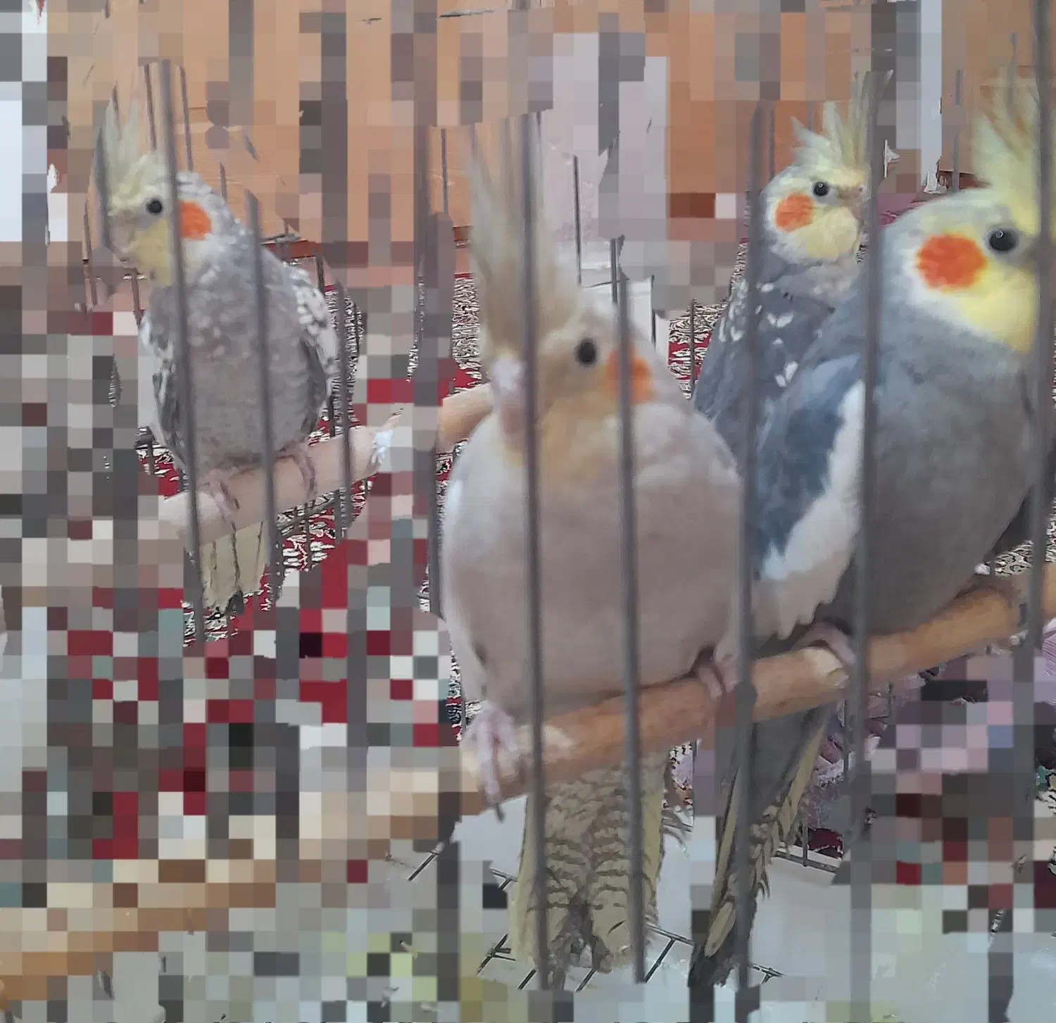 عروس هلندی سخنگو|پرنده|سنقر, |دیوار