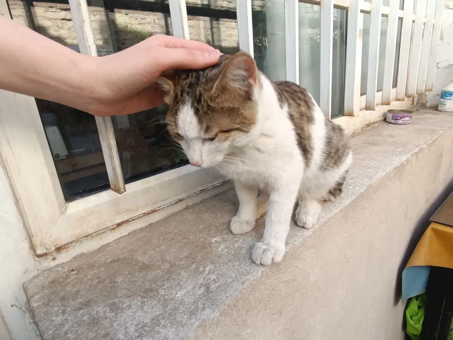 واگذاری گربه رایگان|گربه|اراک, |دیوار