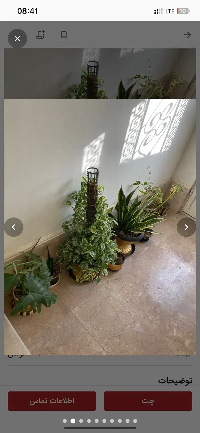 گل طبیعی|گل و گیاه طبیعی|گلبهار, شهر جدید گلبهار|دیوار