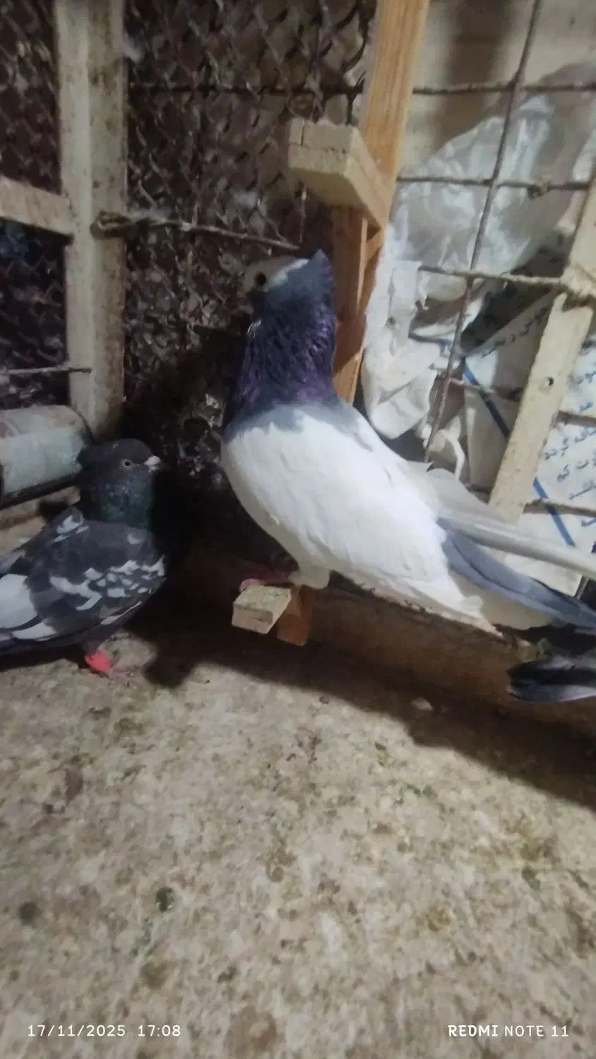 طوقی|پرنده|مشهد, عیدگاه|دیوار