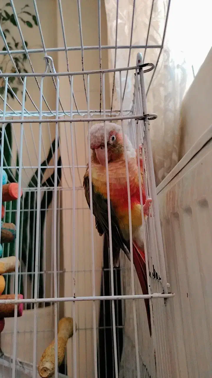 طوطی 1 ساله باهوش|پرنده|هشتگرد, فاز ۷ مهستان|دیوار