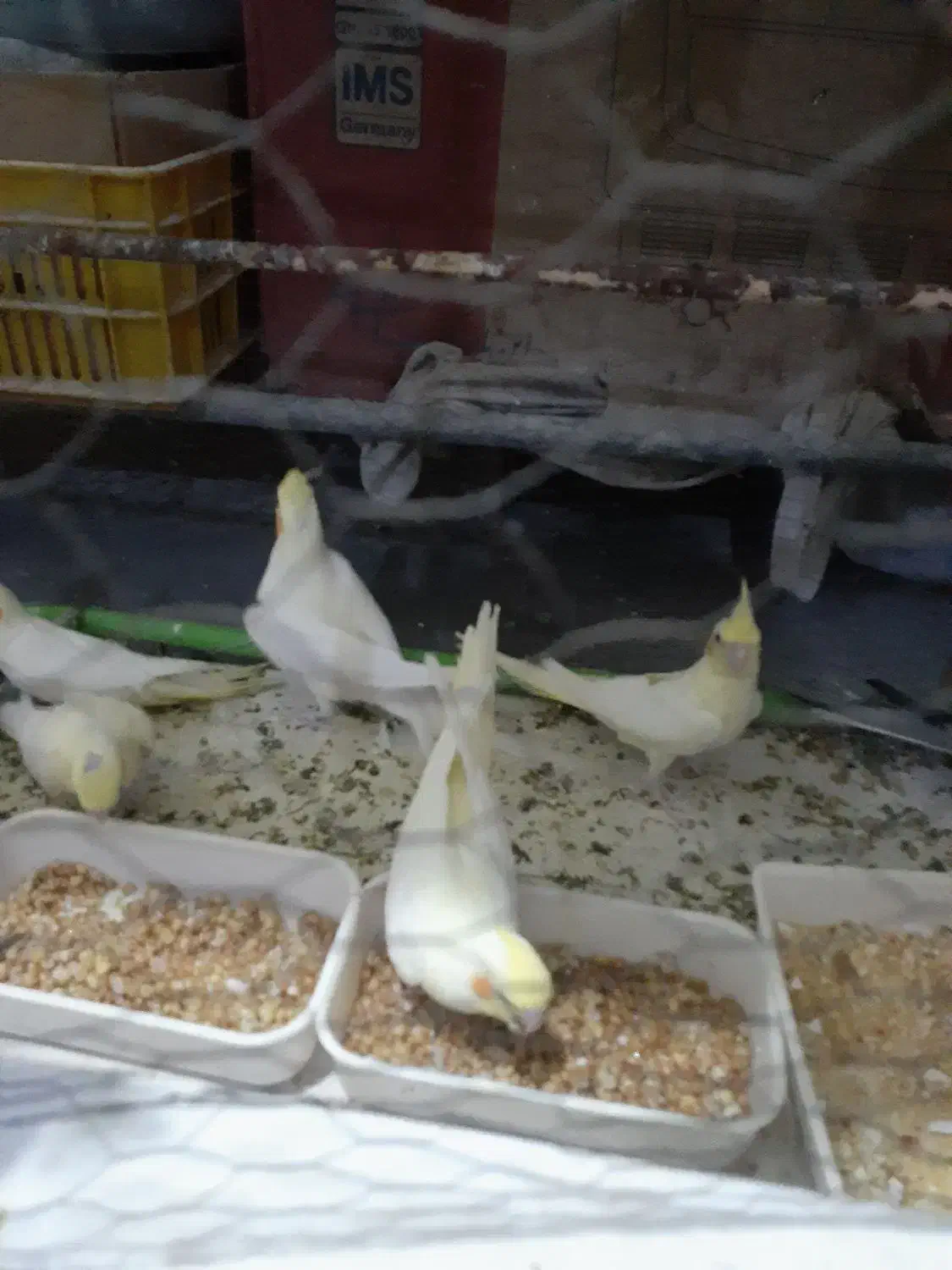 جوجه عروس هلندی سرلاکی تا ۵ ماه دستی مرغ عشق|پرنده|برازجان, |دیوار