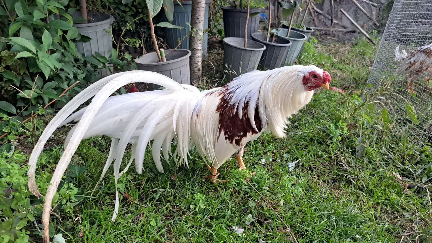 فروش یوکوهاما|حیوانات مزرعه|رامسر, |دیوار