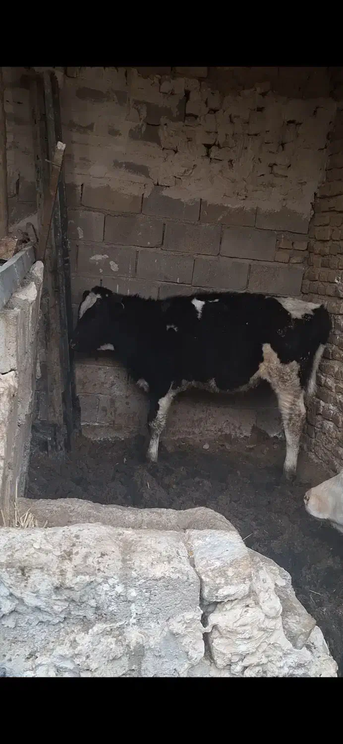گوساله نر|حیوانات مزرعه|تایباد, |دیوار
