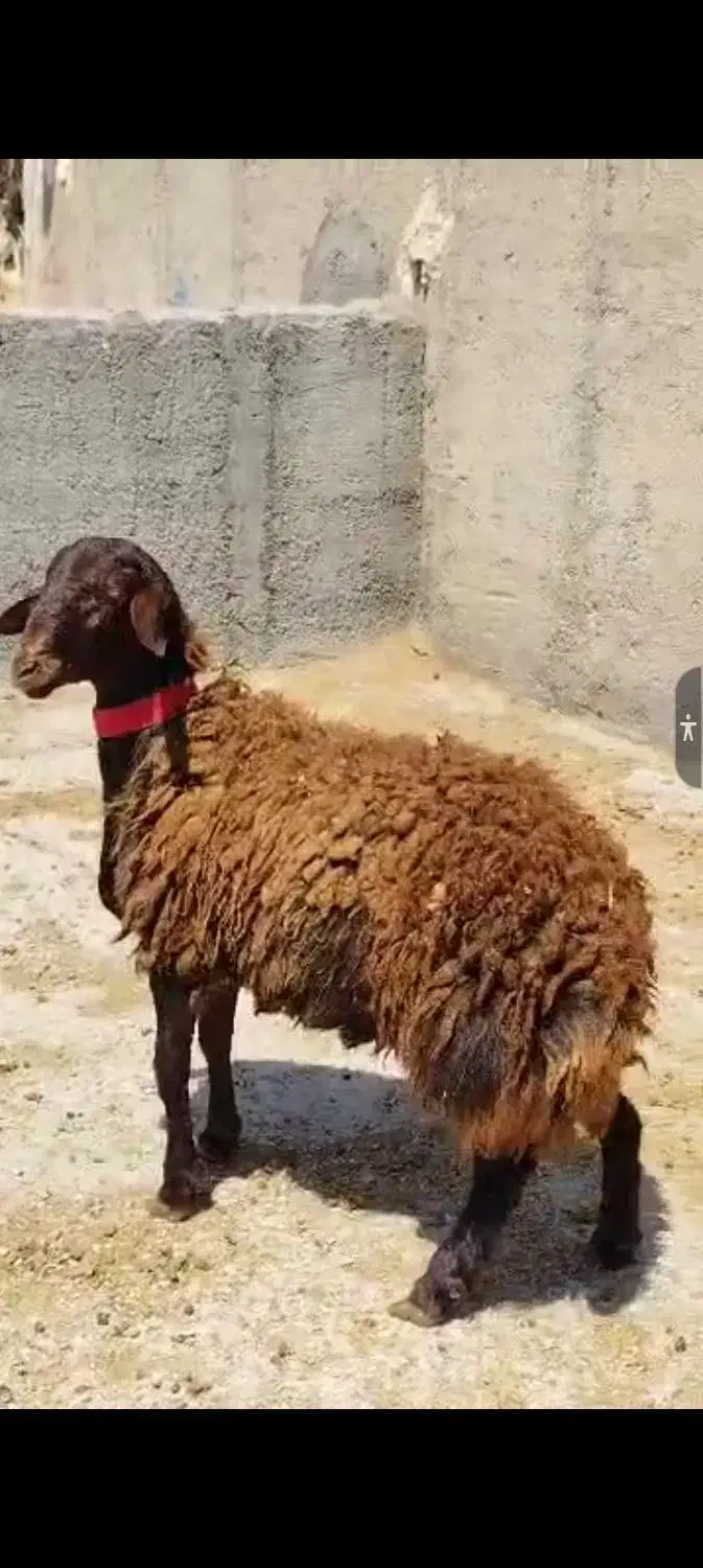 بره نر قوچی همو خوش استیل و خوشتیپ درجه ۱|حیوانات مزرعه|قوچان, |دیوار