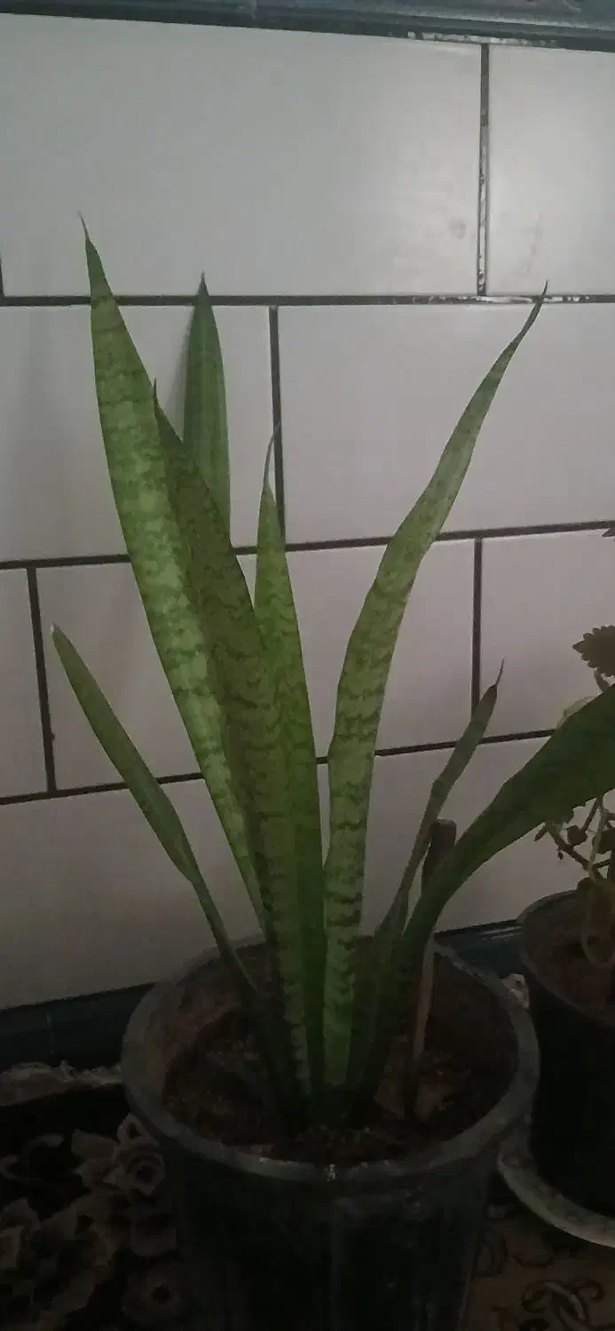 کلکسیون زیبا|کلکسیون و سرگرمی|دزفول, |دیوار