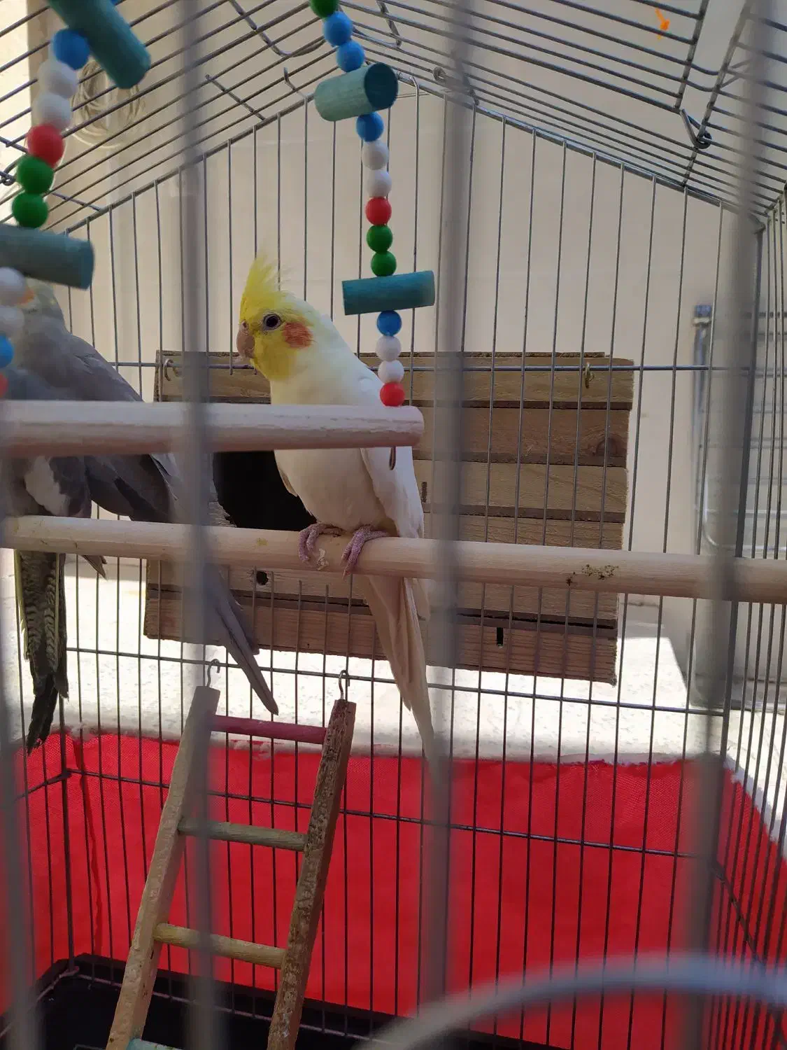 عروس هلندی|پرنده|الیگودرز, |دیوار