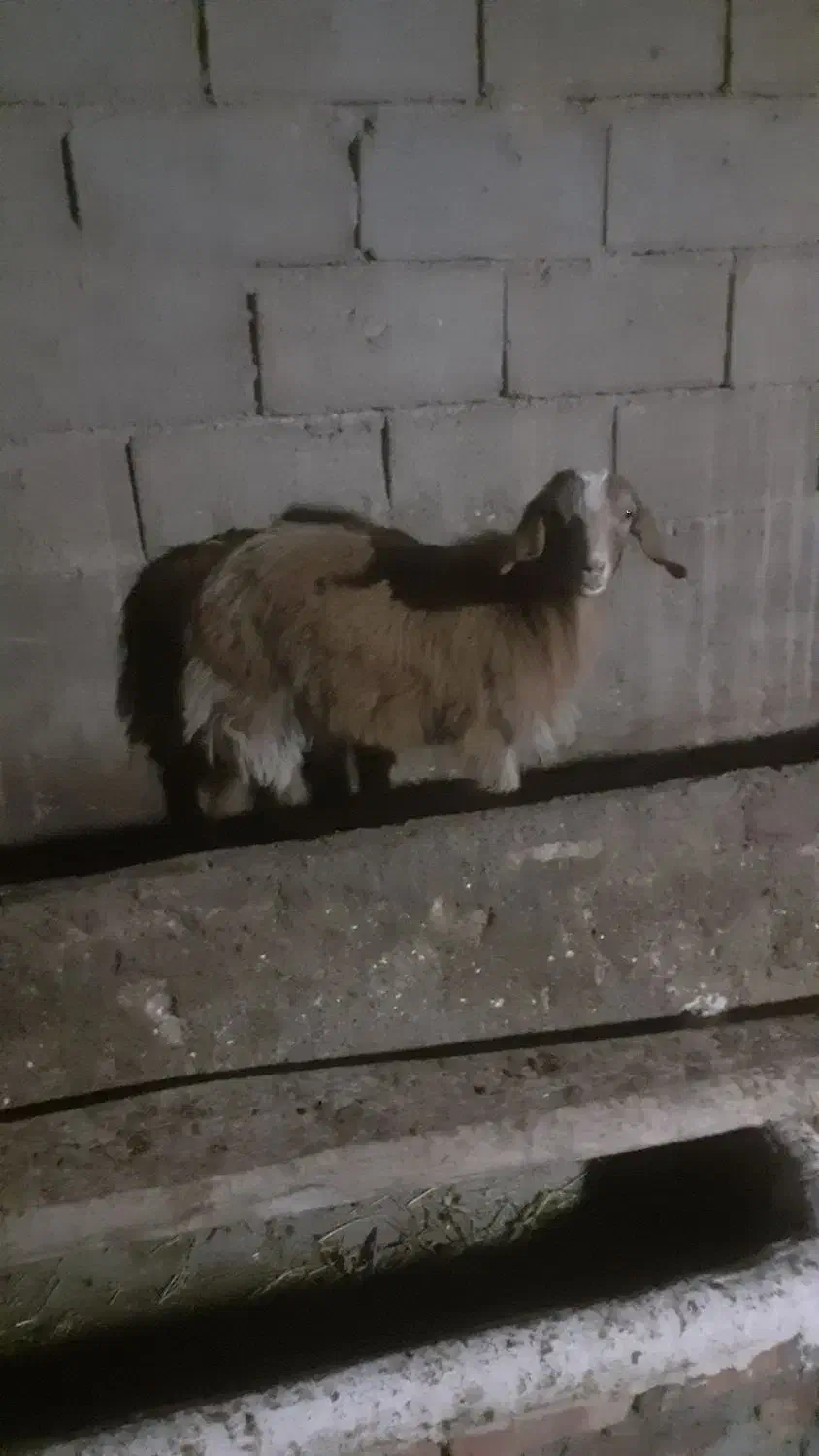 دو عدد بز ماده سرحال بدون هیچ عیبی|حیوانات مزرعه|میاندوآب, |دیوار