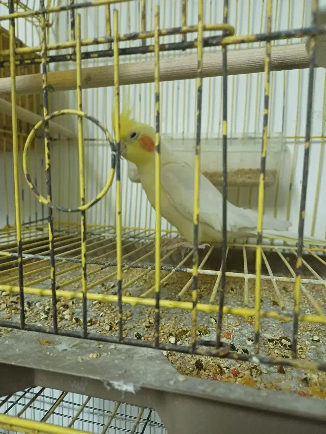 عروس معاوضه|پرنده|رشت, کوی فکوری|دیوار