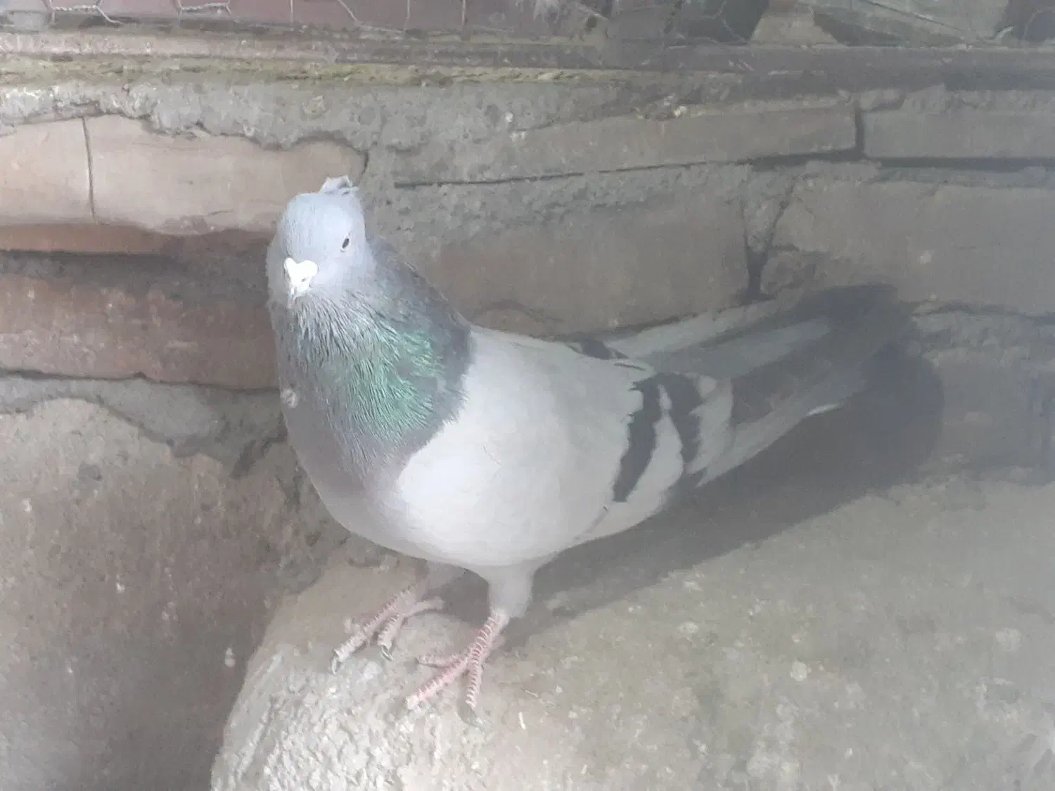 کبوتر|حیوانات|بهار, |دیوار