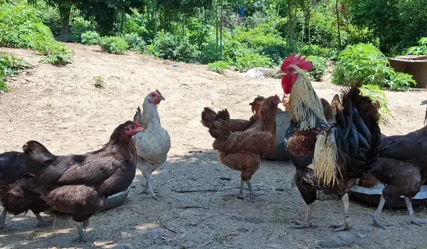 تعدادی مرغ خروس، غاز کاکلی، اردک کاکلی و بوقلمون|حیوانات مزرعه|لنگرود, |دیوار