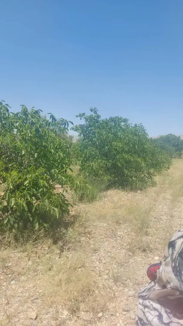 ۲هکتار باغ بر اتوبان تهران به زنجان معاوضه باماشین|فروش زمین و ملک کلنگی|صائین قلعه, |دیوار