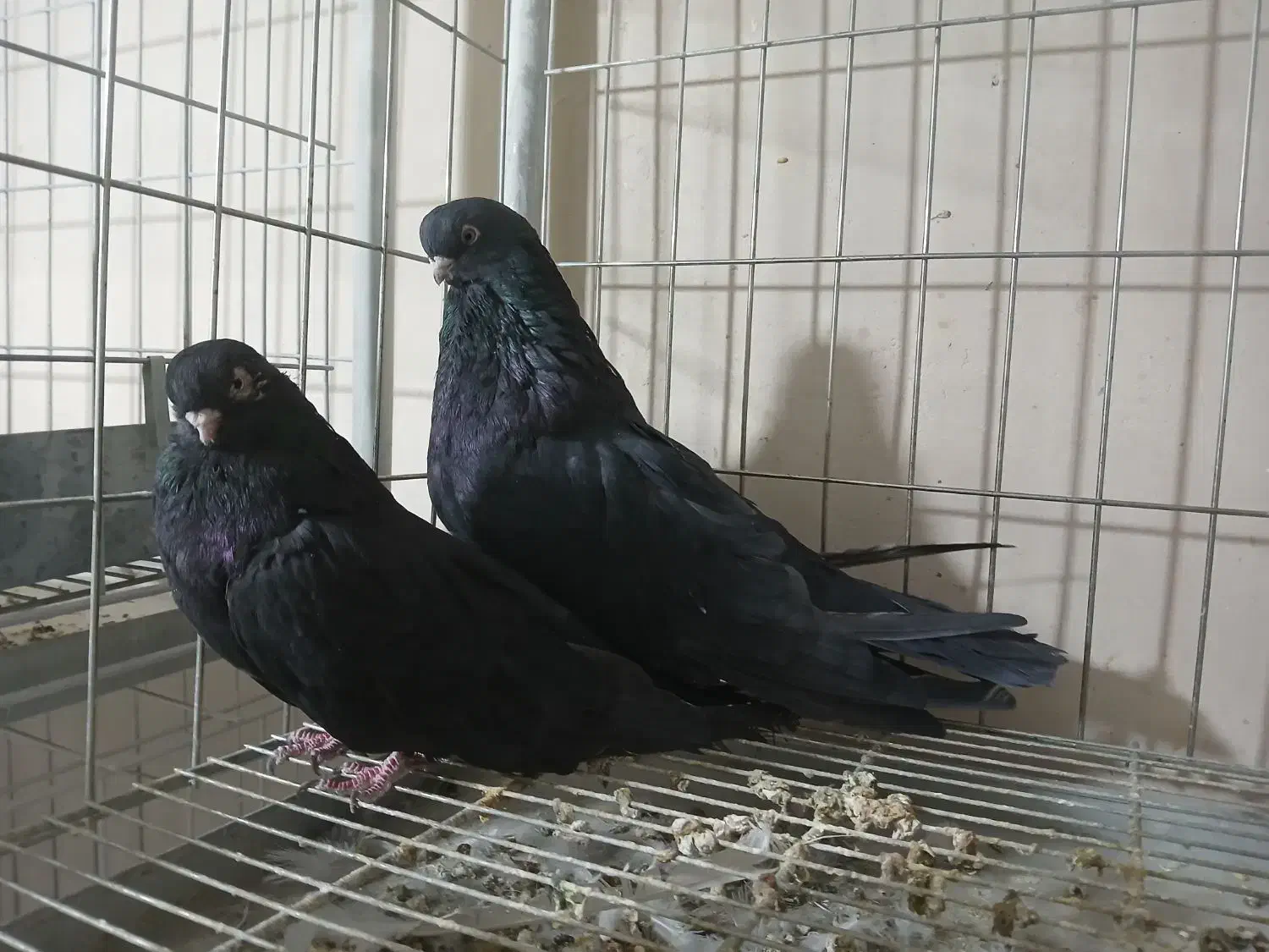 کبوتر نوک قنار سیاه|پرنده|پیر بکران, |دیوار