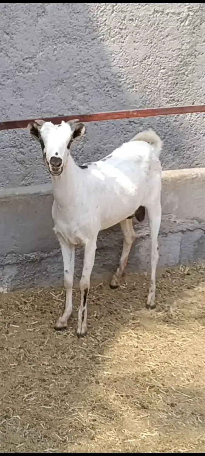 فروش دوتا بز ترکی  آبستن نزدیک با بز زاییده|حیوانات مزرعه|مهر, |دیوار