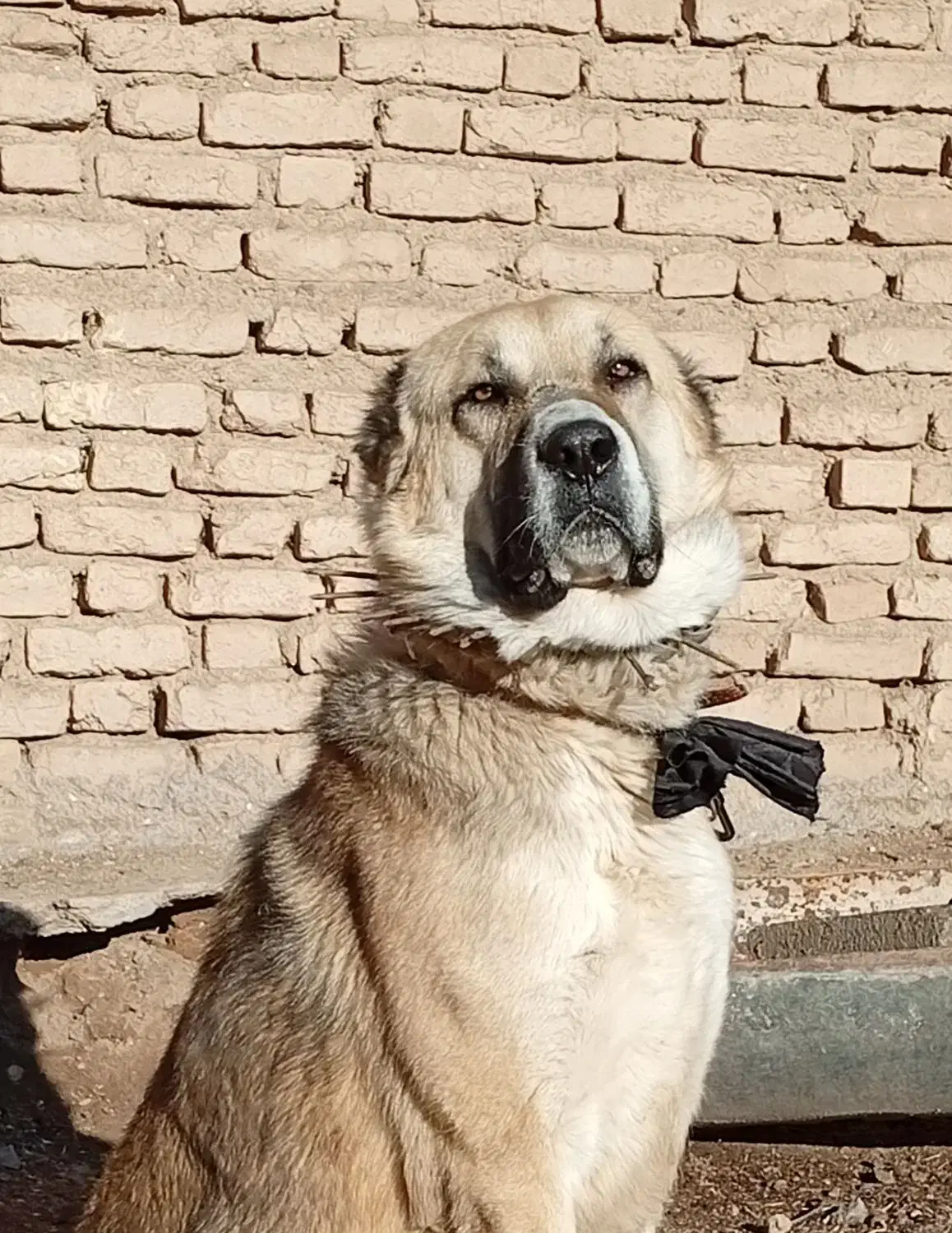 سگ نگهبان|سگ|سده (خراسان جنوبی), |دیوار