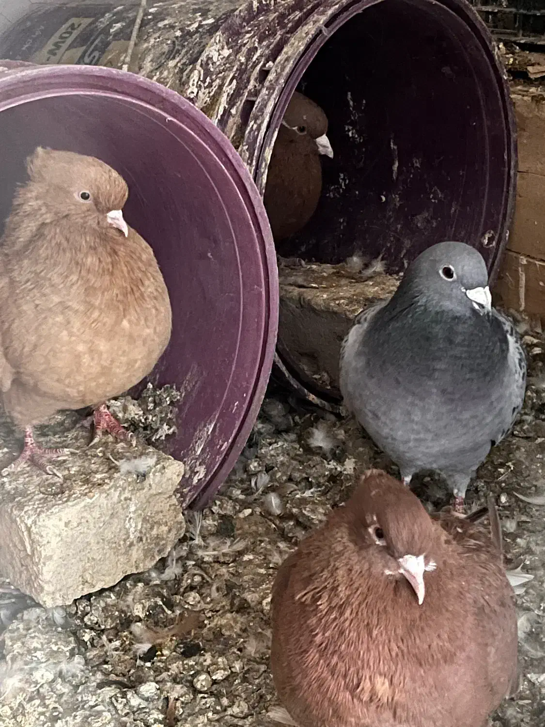 کفتر|پرنده|پاکدشت, پاکدشت (مامازند)|دیوار