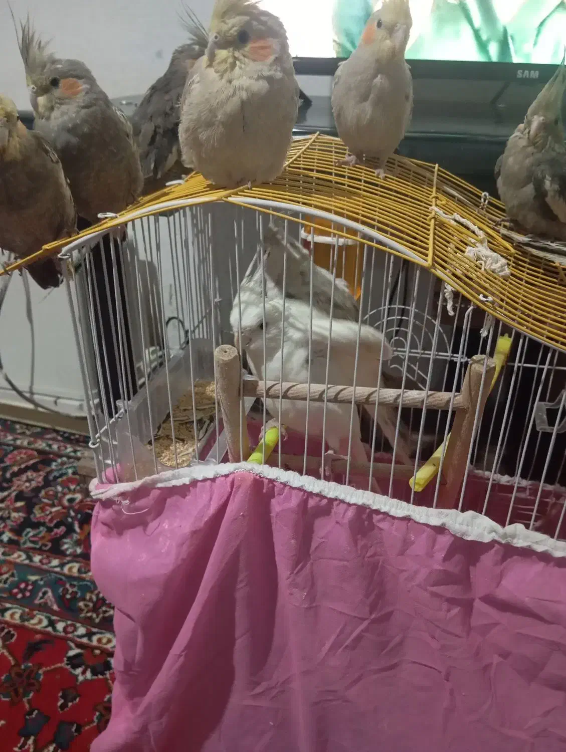 عروس هلندی|پرنده|تربت‌حیدریه, حاجی یار‎|دیوار