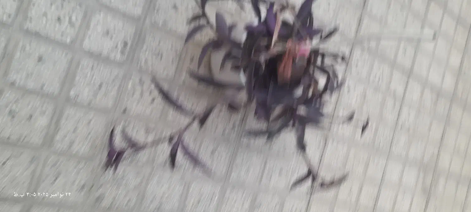 گل گندم تازه وجوان آماده شاخه|گل و گیاه طبیعی|تهران, ده‌ونک|دیوار