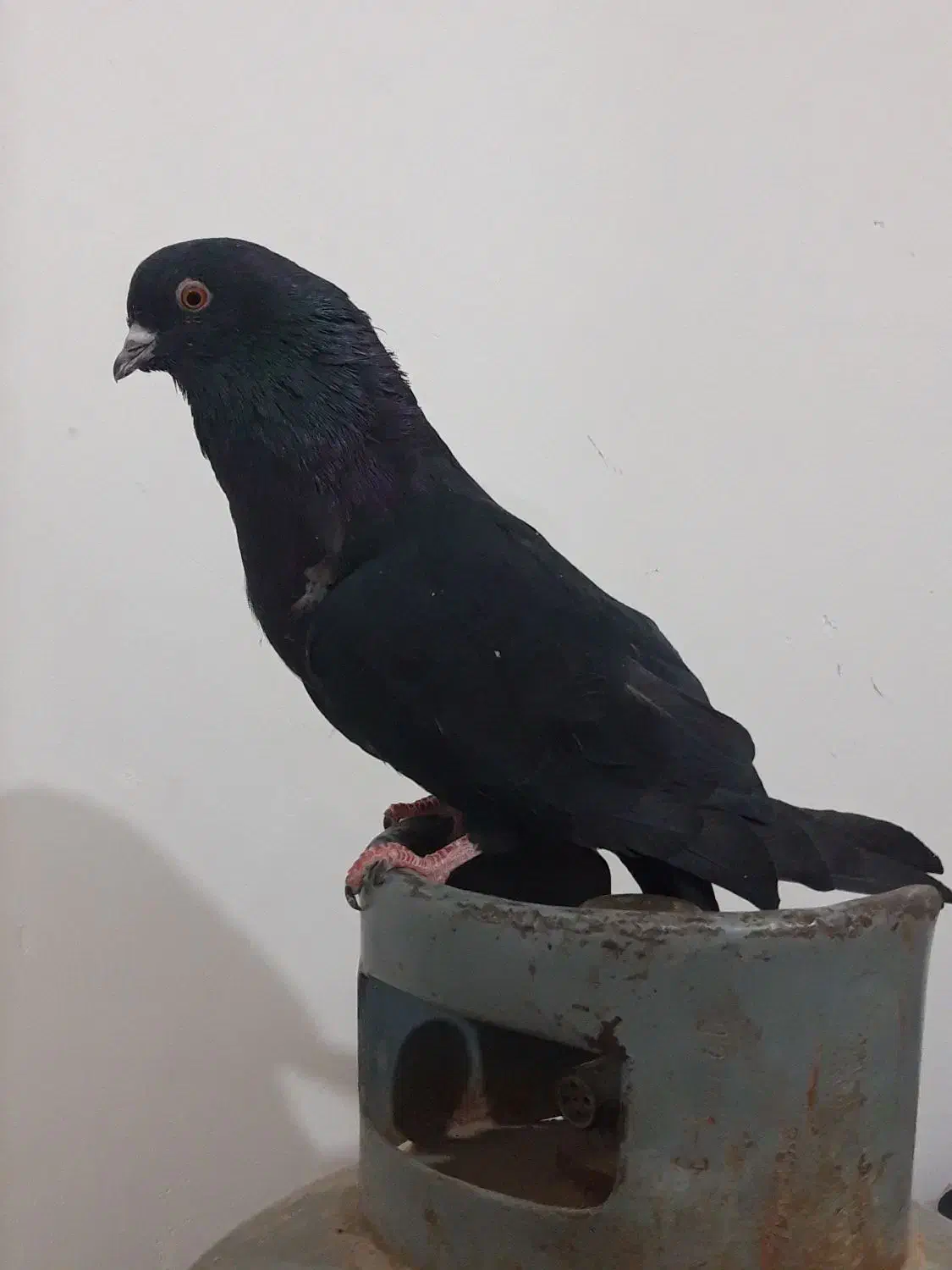 کفتر زاغ گرفتنی همین الان|پرنده|کرباسک, |دیوار