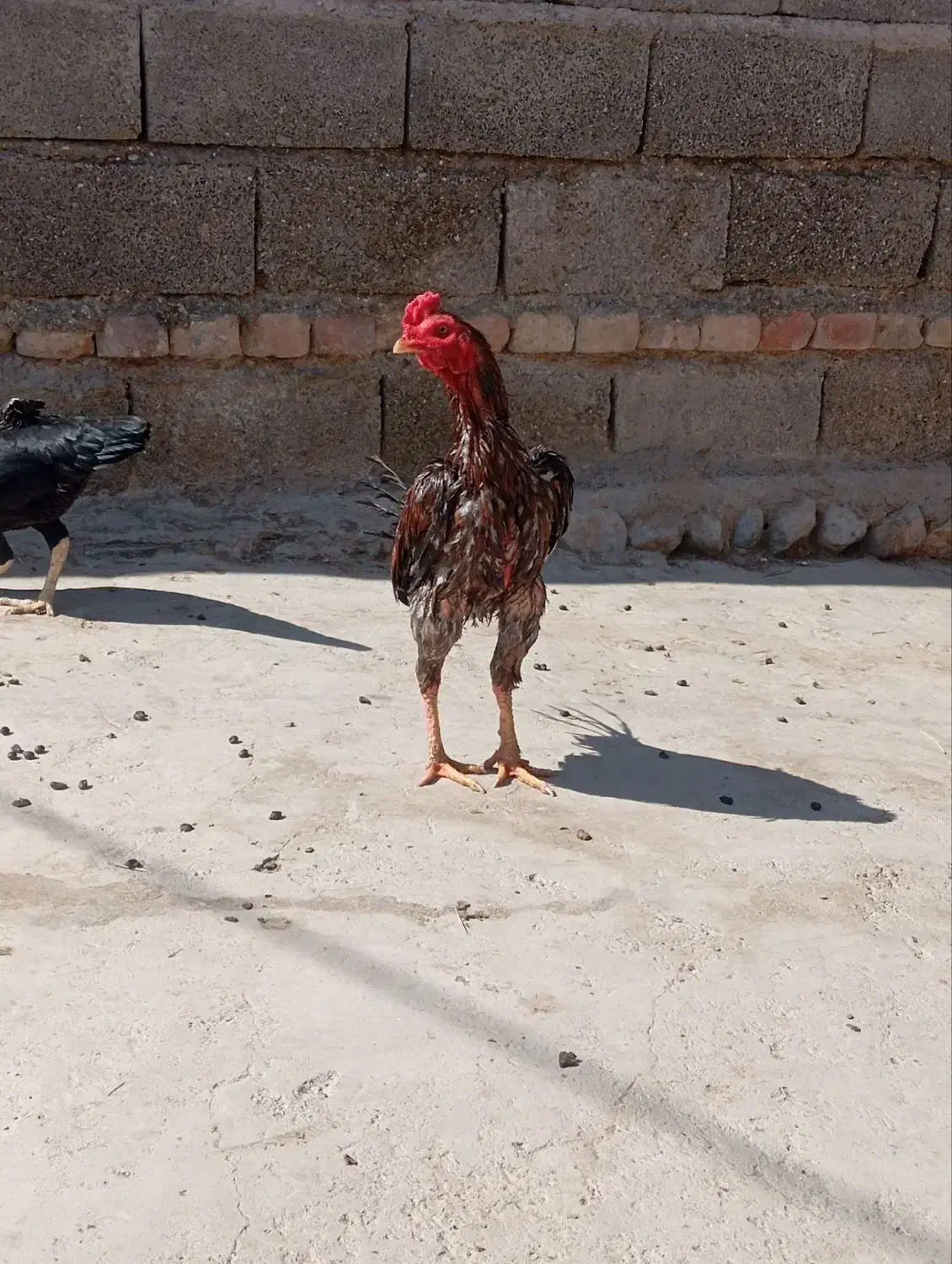 خروس نژاد میکس|پرنده|دامن, |دیوار