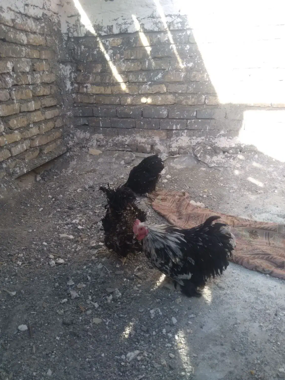 مرغ و خروس|پرنده|تربت‌حیدریه, آغوی|دیوار