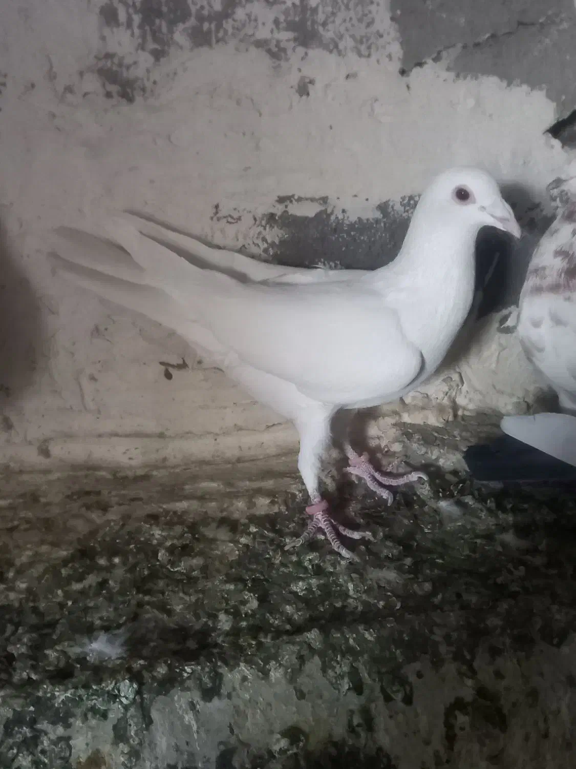 کبوتر|پرنده|زاهدان, |دیوار