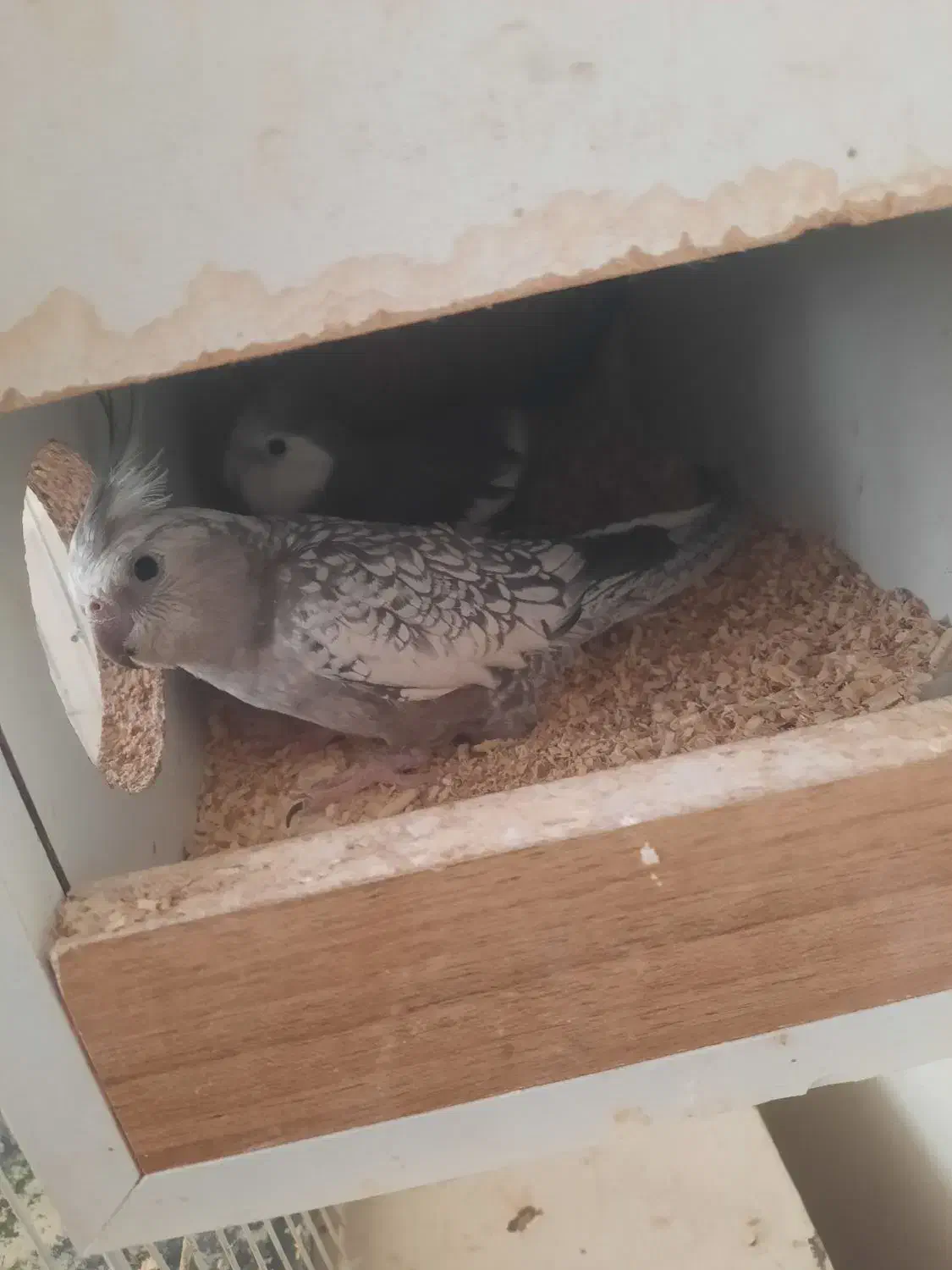 یک جفت عروس هلندی ایزابلا و وایت فیس|پرنده|گلبهار, شهر جدید گلبهار|دیوار