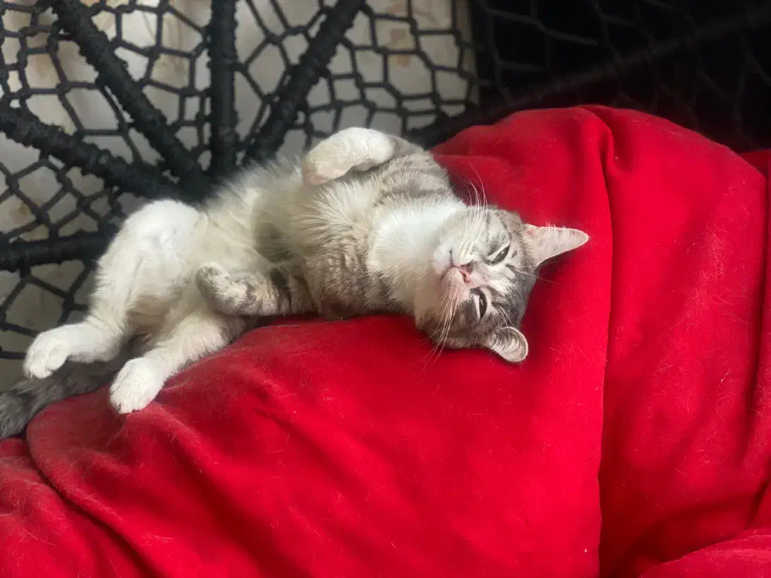 گربه|گربه|کرج, ساماندهی|دیوار