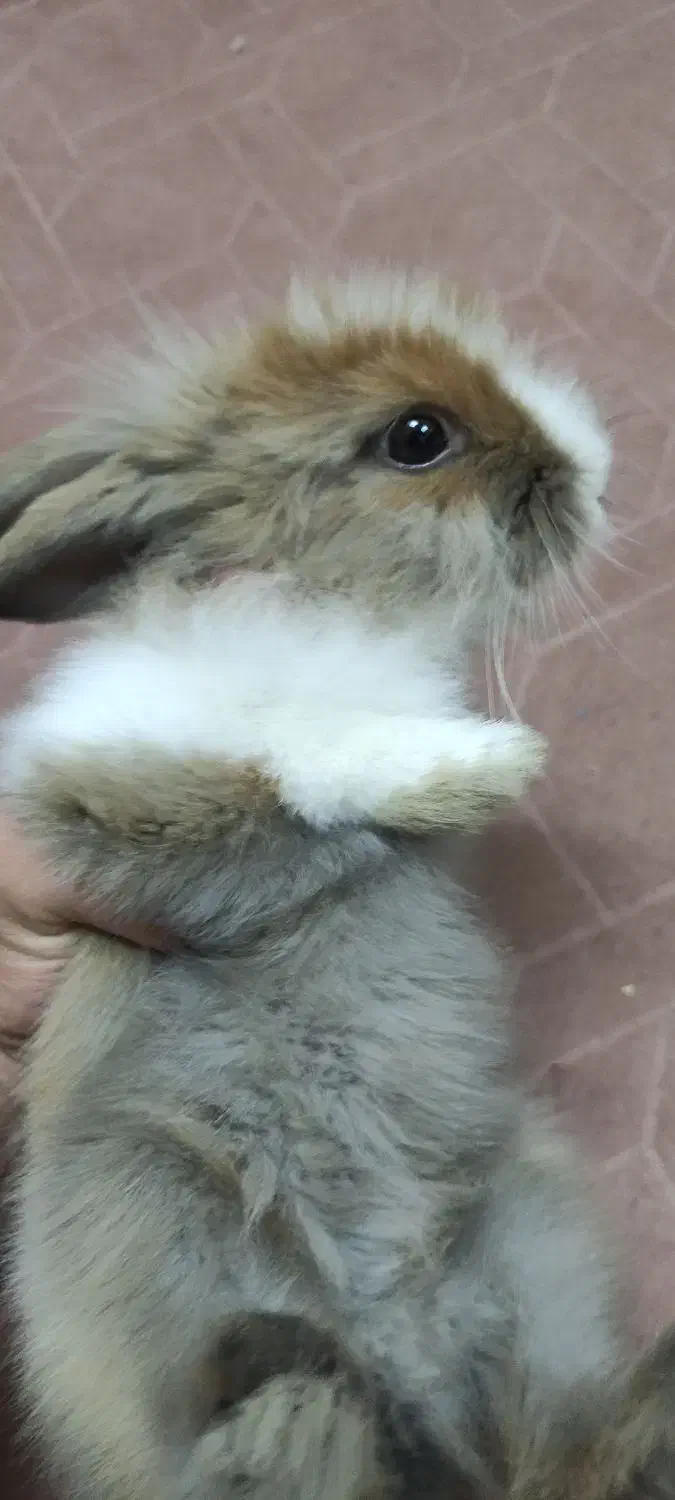 خرگوش|موش و خرگوش|اصفهان, شهرک قدس|دیوار