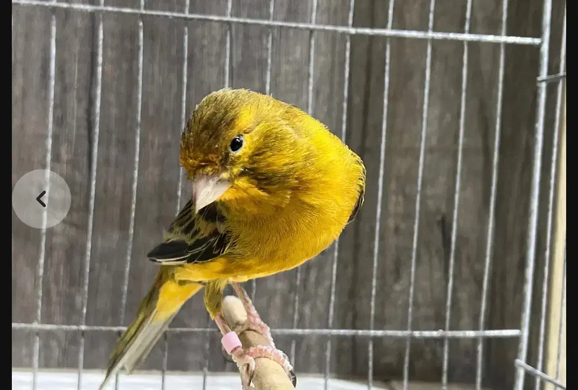 قناری ۷صدا|پرنده|بندرعباس, |دیوار