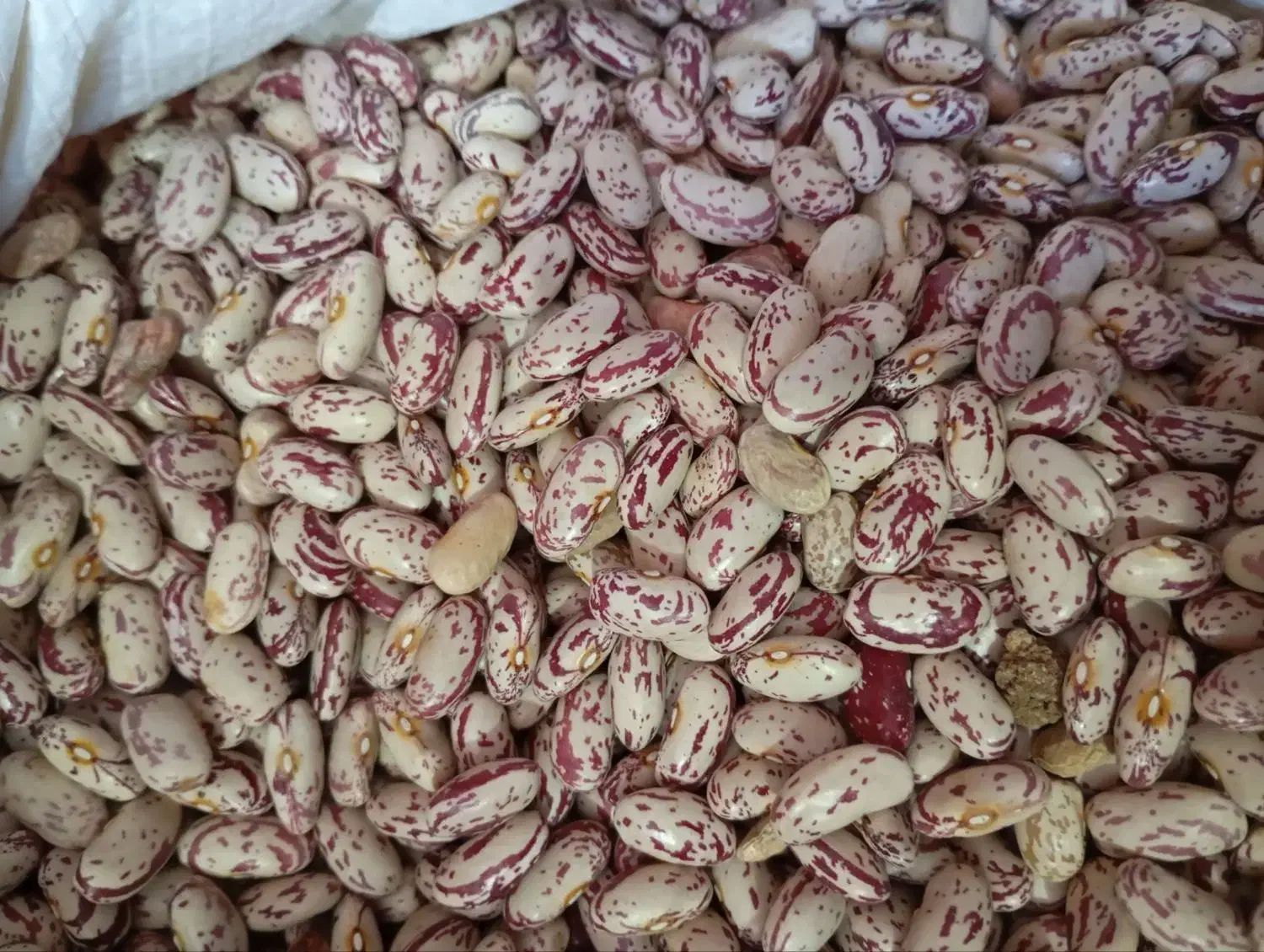 لوبیا چیتی درجه یک|خوردنی و آشامیدنی|موچش, |دیوار