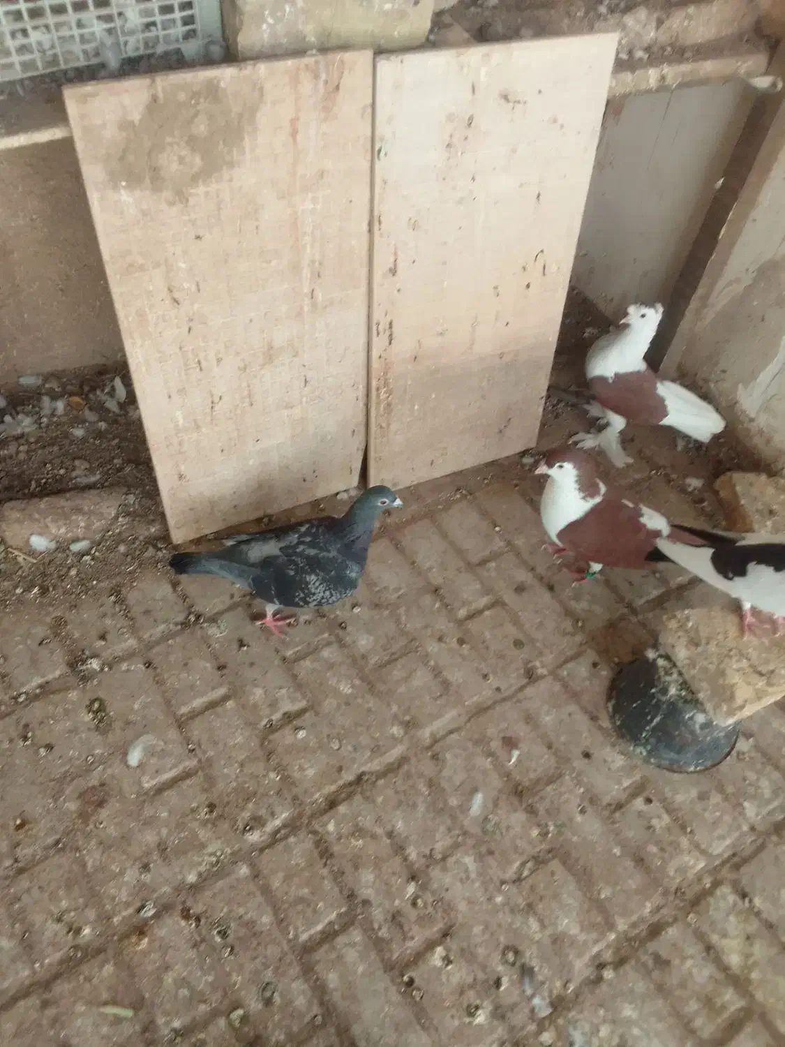 کفتر پشتی پرپا و پالیسک و پلاکی مناسب برای هوا|پرنده|تربت‌حیدریه, یحیی آباد|دیوار